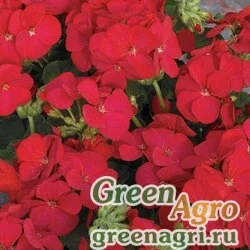 Семена Пеларгония зональная Мультиблум Ред 250шт