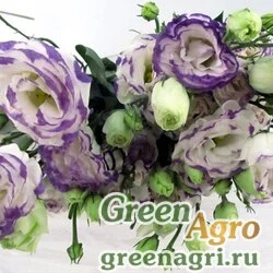 Семена Лизиантус (Эустома) крупноцветковый (Lisianthus grandiflorum) "Arena III F1" (blue picotee) pelleted 100 шт.