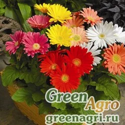 Семена Гербера Джеймсона (Gerbera jamesonii) "Jaguar F1" (unimix) coated 100 шт.
