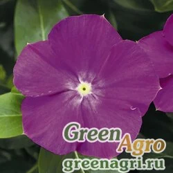 Семена Катарантус розовый (Vinca rosea) "SunStorm F1" (orchid halo) raw 100 шт.