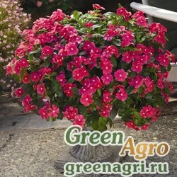Семена Катарантус розовый ампельный (Vinca rosea) "Cora Cascade F1" (cherry) raw 100 шт.