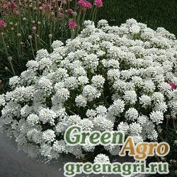 Семена Иберис вечнозеленый (Iberis sempervirens) "Snowflake" (white) raw 250 шт.