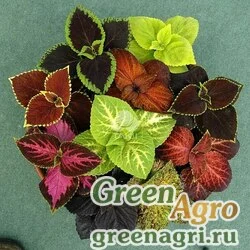 Семена Колеус Блюме (Coleus blumei) "Giant Exhibition" (formula mixture) raw 100 шт.