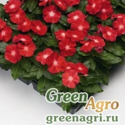 Семена Катарантус розовый (Vinca rosea) "SunStorm F1" (scarlet with eye) raw 100 шт.