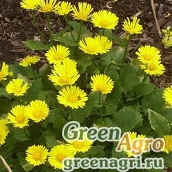 Семена Дороникум восточный (Doronicum orientale) "Little Leo" (yellow) raw 250 шт.
