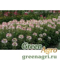 Семена Клеома Хасслера (Cleome hassleriana) "Sparkler F1" (blush) primed 100 шт.