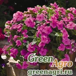 Семена Катарантус розовый ампельный (Vinca rosea) "Cora Cascade F1" (lavender with eye) raw 100 шт.