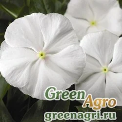 Семена Катарантус розовый (Vinca rosea) "SunStorm F1" (pure white) raw 100 шт.