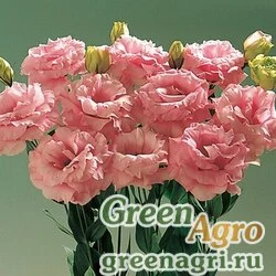 Семена Лизиантус (Эустома) крупноцветковый (Lisianthus grandiflorum) "Rosie F1" (pink) pelleted 100 шт.