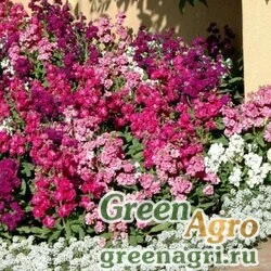 Семена Левкой седой (Matthiola incana) "Cinderella" (pink) raw 100 шт.