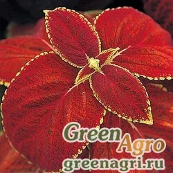 Семена Колеус Блюме (Coleus blumei) "Giant Exhibition" (rustic red) raw 100 шт.