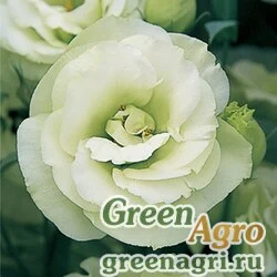 Семена Лизиантус (Эустома) крупноцветковый (Lisianthus grandiflorum) "Arena III F1" (green) pelleted 100 шт.