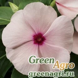 Семена Катарантус розовый (Vinca rosea) "SunStorm F1" (apricot) raw 100 шт.