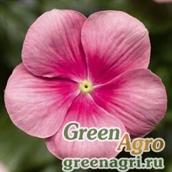 Семена Катарантус розовый ампельный (Vinca rosea) "Cora Cascade F1" (shell pink) raw 100 шт.
