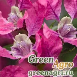 Семена Куфея Ллавея (Cuphea llavea) "Sriracha F1" (pink) raw 100 шт.