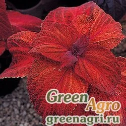Семена Колеус Блюме (Coleus blumei) "Giant Exhibition" (magma) raw 100 шт.