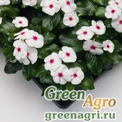 Семена Катарантус розовый (Vinca rosea) "SunStorm F1" (white with eye) raw 100 шт.