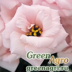 Семена Лизиантус (Эустома) крупноцветковый (Lisianthus grandiflorum) "Arena III F1" (baby pink) pelleted 100 шт.