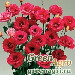 Семена Лизиантус (Эустома) крупноцветковый (Lisianthus grandiflorum) "Arena III F1" (red) pelleted 100 шт.