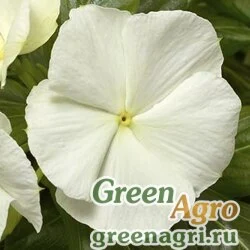 Семена Катарантус розовый ампельный (Vinca rosea) "Cora Cascade F1" (white) raw 100 шт.