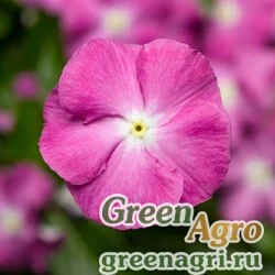 Семена Катарантус розовый (Vinca rosea) "SunStorm F1" (deep orchid) raw 100 шт.