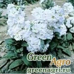Семена Левкой седой (Matthiola incana) "Cinderella" (white) raw 100 шт.