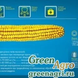 Семена Кукуруза, ДКС 3203, 1 п.е., Monsanto