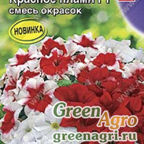 Маргаритка Снежная Королева смесь