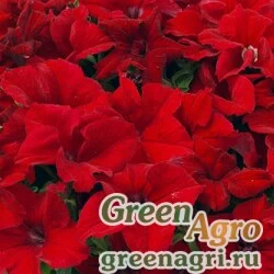 Семена Петуния ампельная гибридная (Petunia x hybrida) "Capri F1" (red) pelleted 500 шт.