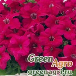 Семена Петуния ампельная гибридная (Petunia x hybrida) "Capri F1" (rose) pelleted 500 шт.