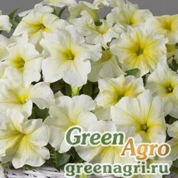 Семена Петуния ампельная гибридная (Petunia x hybrida) "Capri F1" (lime yellow) pelleted 500 шт.