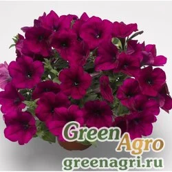 Семена Петуния ампельная гибридная (Petunia x hybrida) "Capri F1" (burgundy) pelleted 500 шт.