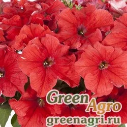 Семена Петуния ампельная гибридная (Petunia x hybrida) "Capri F1" (flamingo) pelleted 500 шт.