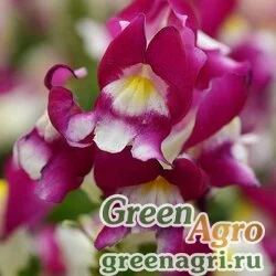 Семена Львиный зев (Антирринум) большой (Antirrhinum majus) "Snapshot F1" (burgundy bicolor) raw 250 шт.