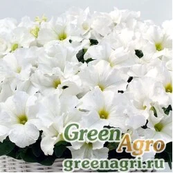 Семена Петуния ампельная гибридная (Petunia x hybrida) "Capri F1" (white) pelleted 500 шт.