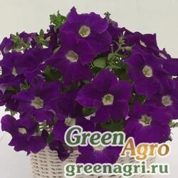 Семена Петуния ампельная гибридная (Petunia x hybrida) "Capri F1" (blue w/white eye) pelleted 500 шт.