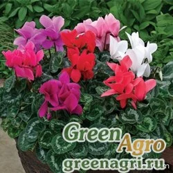 Семена Цинерария гибридная (Pericallis cruenta) "Jester F1" (mix) raw 100 шт.