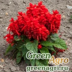 Семена Сальвия блестящая (Salvia splendens) "Salsa" (burgundy) raw 1000 шт.