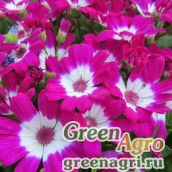 Семена Цинерария приморская (Senecio cineraria) "Silverdust" pelleted 250 шт.
