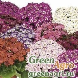 Семена Цинерария гибридная (Pericallis cruenta) "Venezia F1" (uni mix) raw 100 шт.