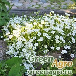 Семена Песчанка горная (Arenaria montana) (white) raw 250 шт.