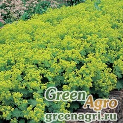 Семена Манжетка мягкая (Alchemilla mollis) "Thriller" (yellow) apex 250 шт.