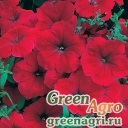 Семена Петуния многоцветковая (Petunia multiflora) "Celebrity F1" (red morn) raw 250 шт.