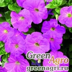 Семена Петуния ампельная гибридная (Petunia x hybrida) "Ramblin F1" (lavender) raw 100 шт.