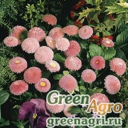 Семена Маргаритка многолетняя (Bellis perennis) "Tasso" (pink) raw 250 шт.