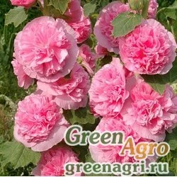 Семена Мальва (Штокроза) розовая (Alcea rosea annua) "Spring Celebrities" (lilac) raw 100 шт.