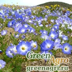Семена Нолана удивительная (Nolana paradoxa) "Blue Bird" (blue with white) 1000 шт.