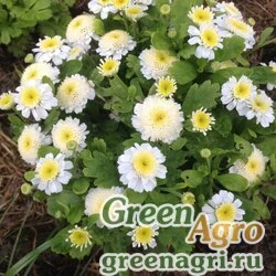 Семена Пиретрум девичий (Tanacetum parthenium) "Carlos" (white) raw 100 шт.