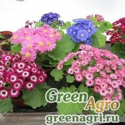 Семена Цинерария гибридная (Pericallis cruenta) "Venezia F1" (formula mix) raw 100 шт.