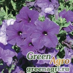 Семена Петуния крупноцветковая (Petunia grandiflora) "Storm F1" (blue) raw 100 шт.